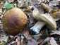 Ízletes vargánya (Boletus edulis), Somogy